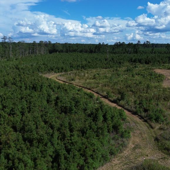 54.17 +/- Acres in Orangeburg County, South Carolina