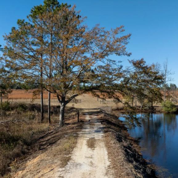 170 +/- Acres in Tattnall and Evans County, Georgia