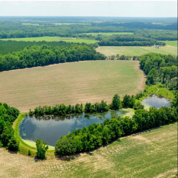 258 +/- Acres in Evans County, GA