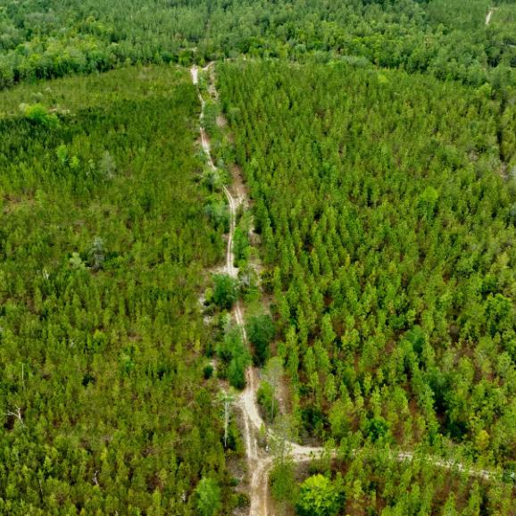 485 +/- Acres in Tattnall County, Georgia