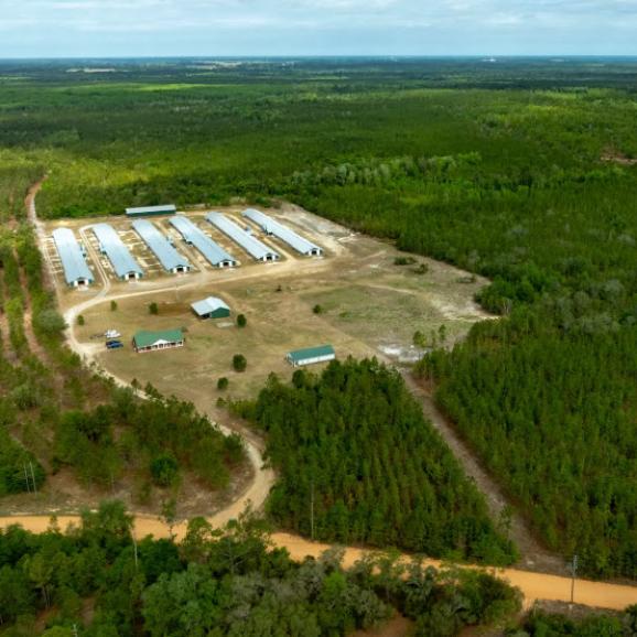 52 +/- Acres in Tattnall County, Georgia Saunders Land